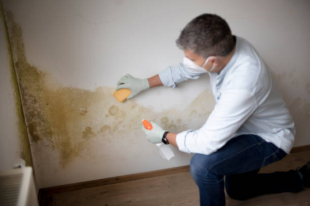Best Environmental Consulting for Mold Prevention  in Bay Harbor Islands, FL